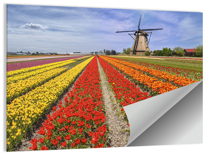 Spring Tulip Fields with Dutch Windmill Wall Art as a poster print
