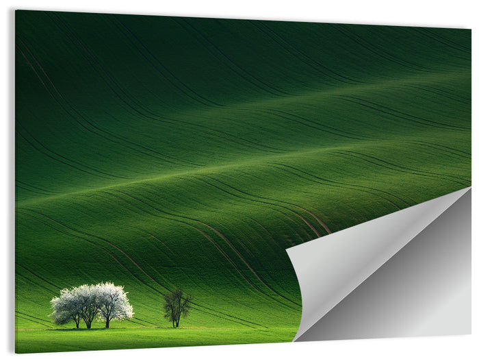 Emerald Hills with Blossoming Tree Wall Art as a poster print