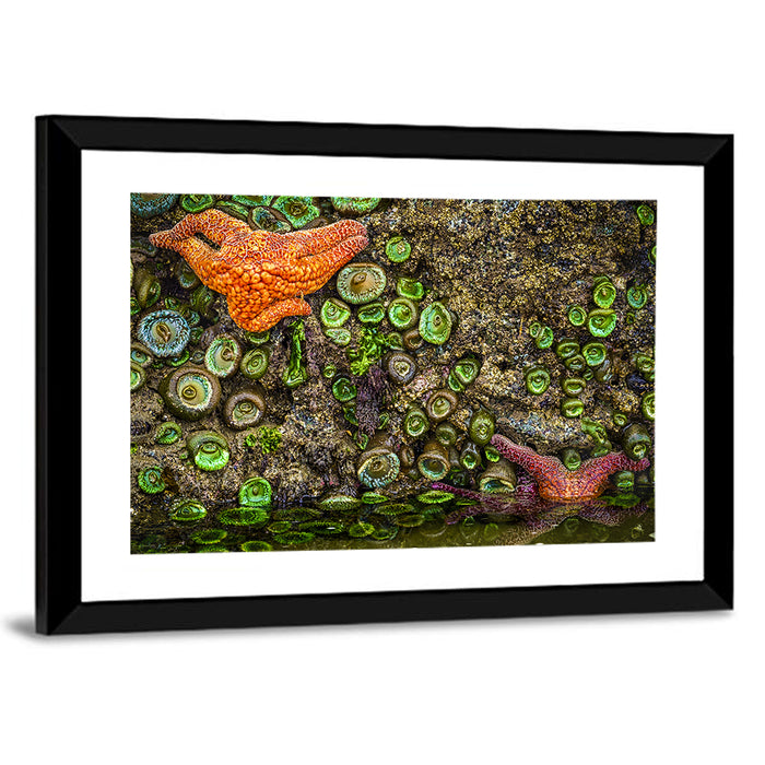 Orange Starfish Tide Pool Wall Art as a framed print