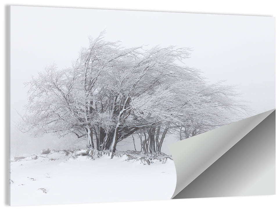 Rime Coated Winter Trees Wall Art