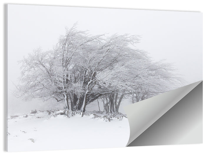 Rime Coated Winter Trees Wall Art as a poster print