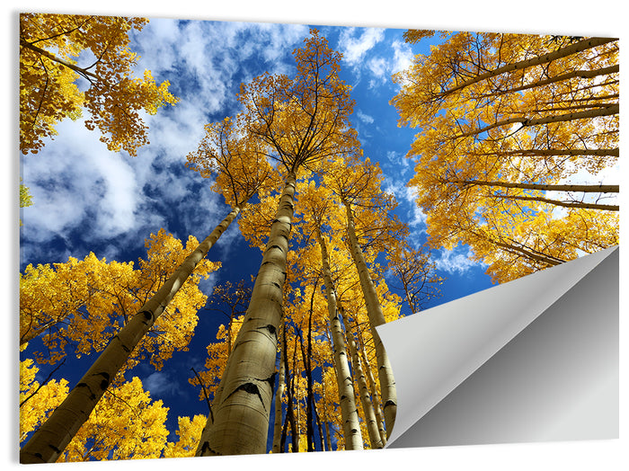 Golden Aspen Canopy View Wall Art as a poster print