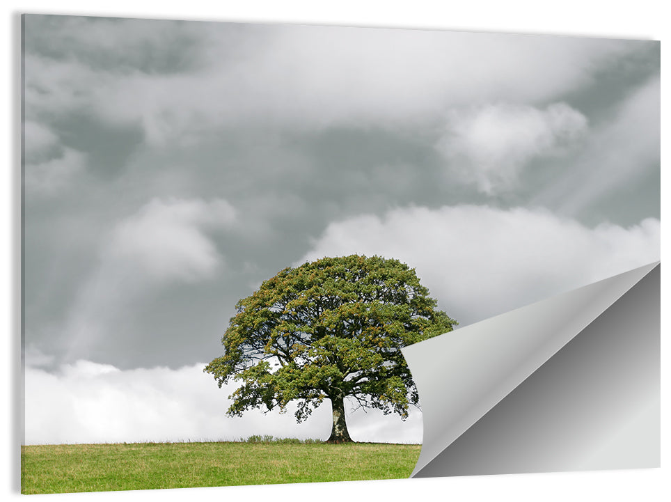 Solitary Oak in Meadow Wall Art