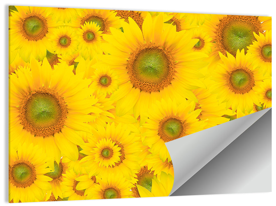 Sunflower Field Close-up in Yellow Wall Art