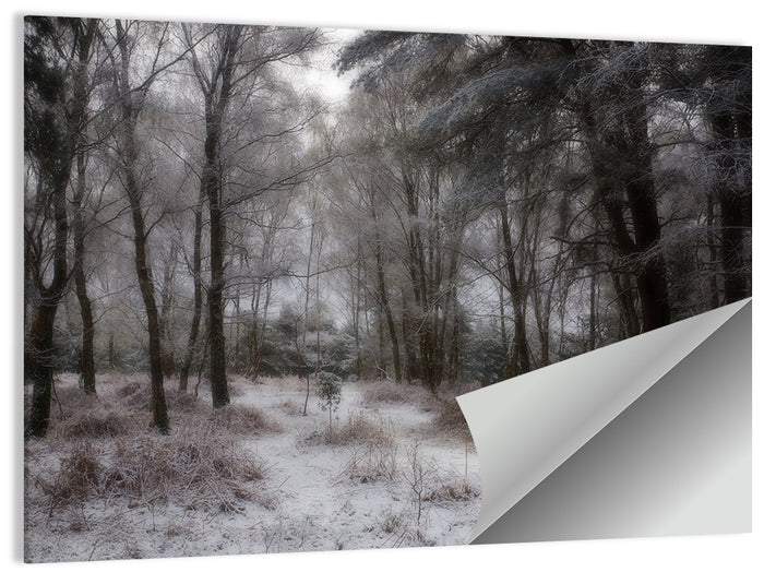 New Forest Winter Path Wall Art as a poster print