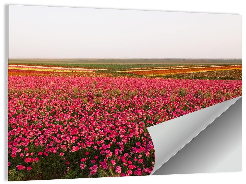 Pink Ranunculus Flower Field Wall Art