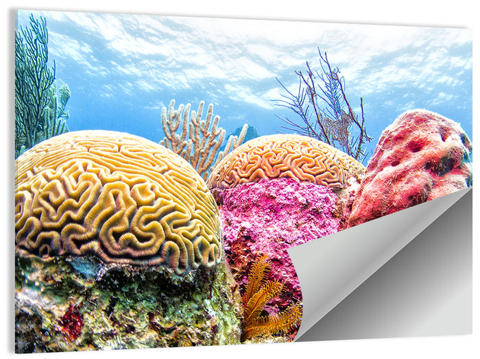 Vibrant Brain Coral Reef Wall Art as a poster print