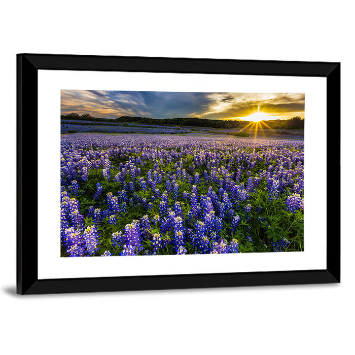Texas Bluebonnet Field at Sunset Wall Art as a framed print