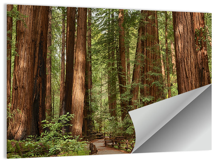 Muir Woods Redwood Trail Wall Art as a poster print