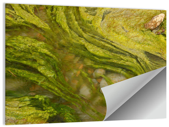 Macro Algae Stream Wall Art as a poster print