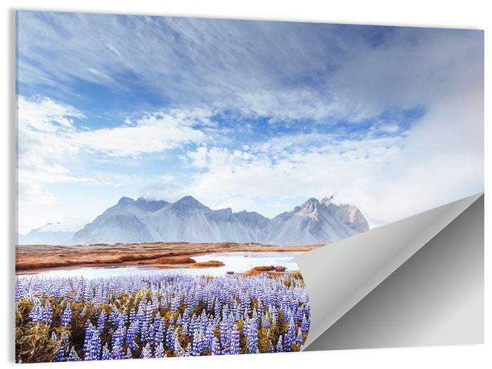 Lupine Fields at Vestrahorn Wall Art as a poster print