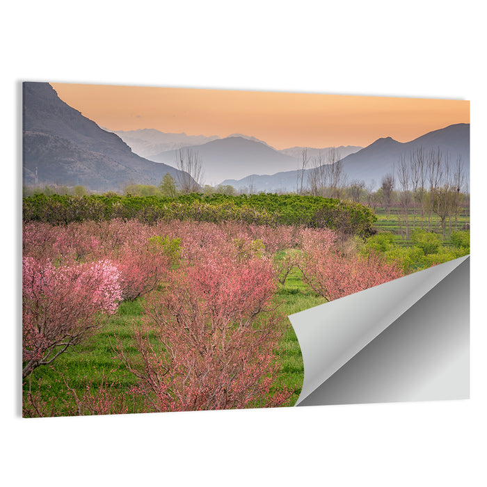Swat Valley Spring Orchard Wall Art as a poster print