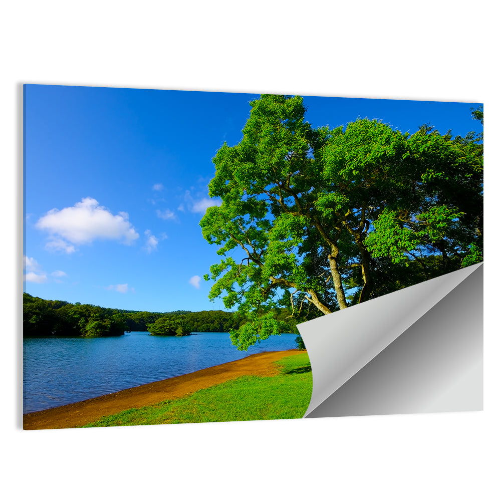 Lake Ippeki Solitary Tree Wall Art
