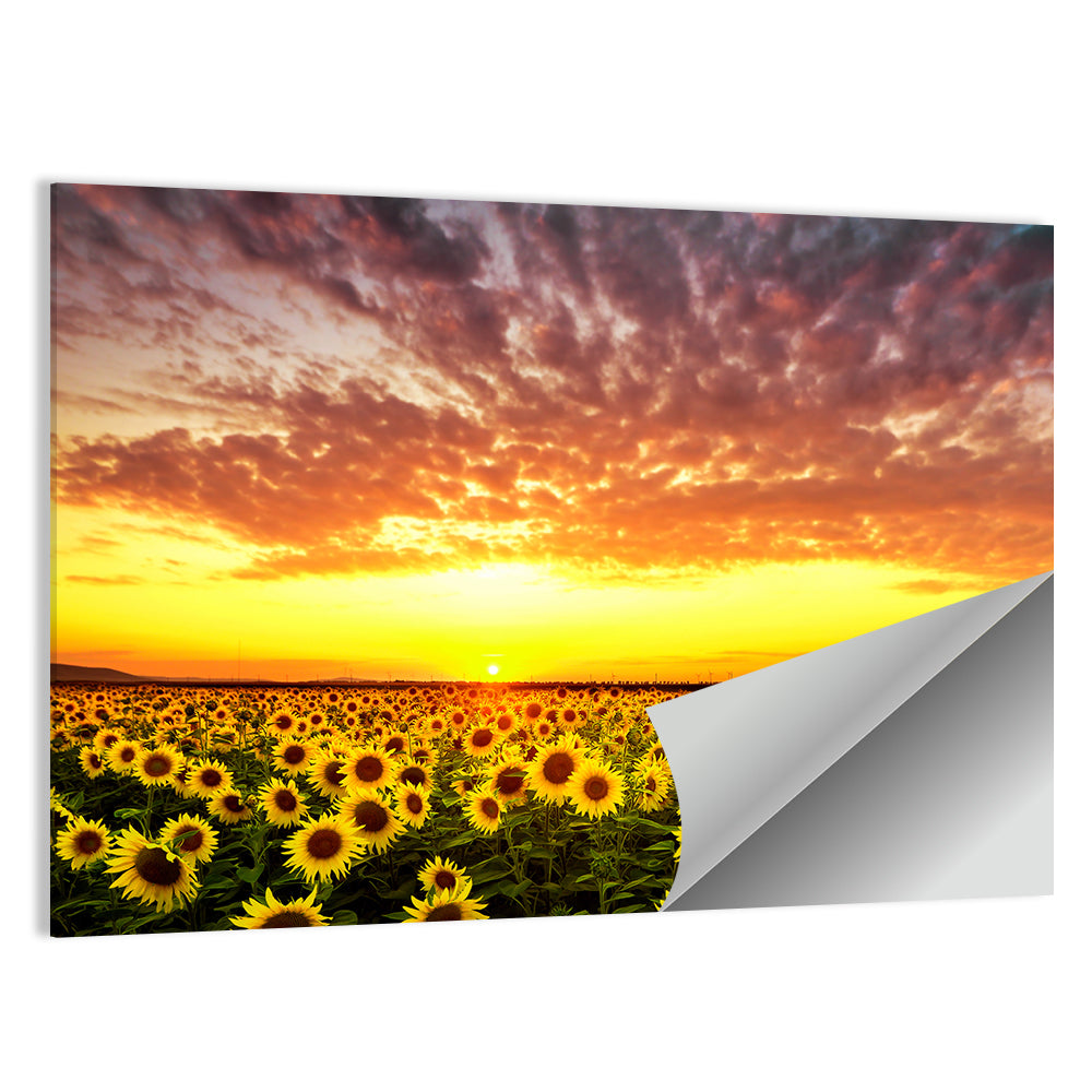 Golden Hour Sunflower Field Wall Art