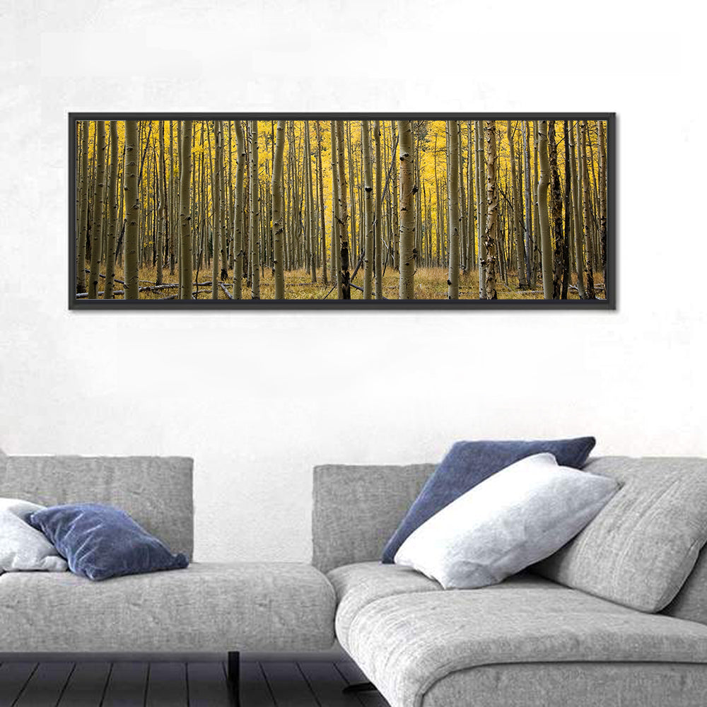 Golden Aspen Grove, Colorado Wall Art