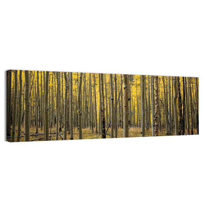 Golden Aspen Grove, Colorado Wall Art as a canvas print