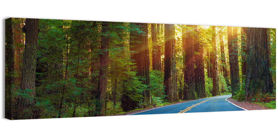 Sunlit Redwood Highway Wall Art, canvas print, panoramic