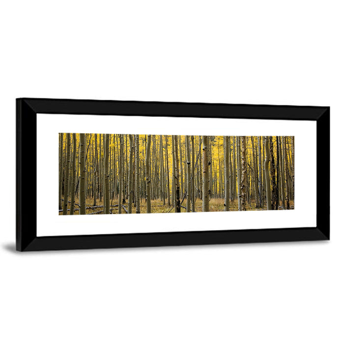 Golden Aspen Grove, Colorado Wall Art as a framed print