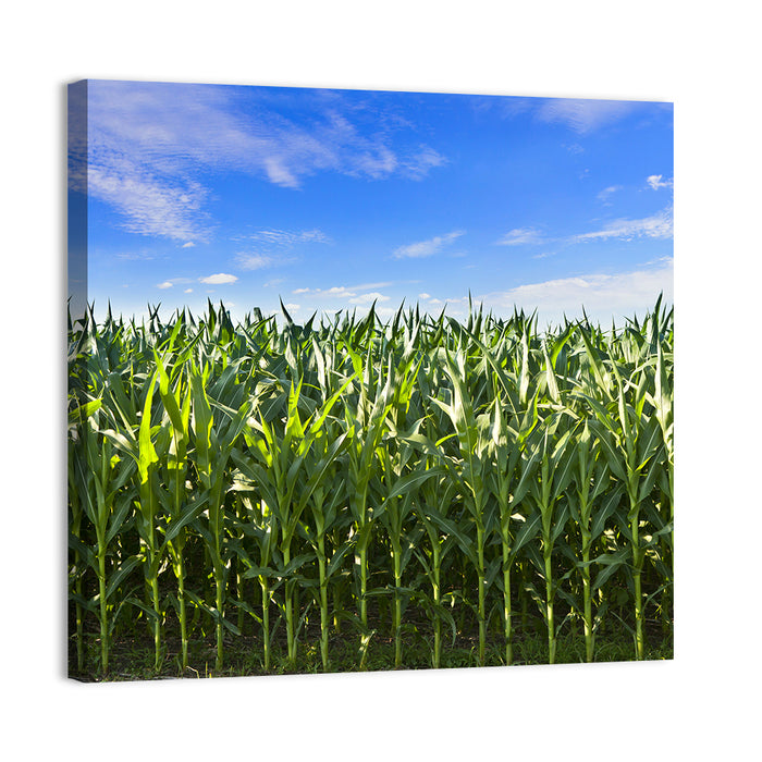 Green Corn Field Wall Art as a canvas print