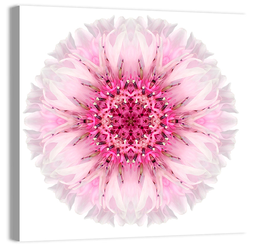 Pink Cornflower Kaleidoscope Mandala Wall Art, canvas print, square