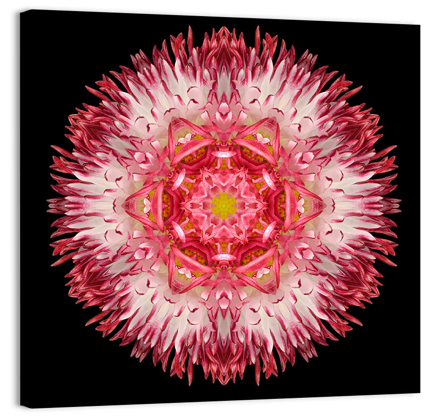 Magenta Chrysanthemum Star Mandala Wall Art, canvas print, square