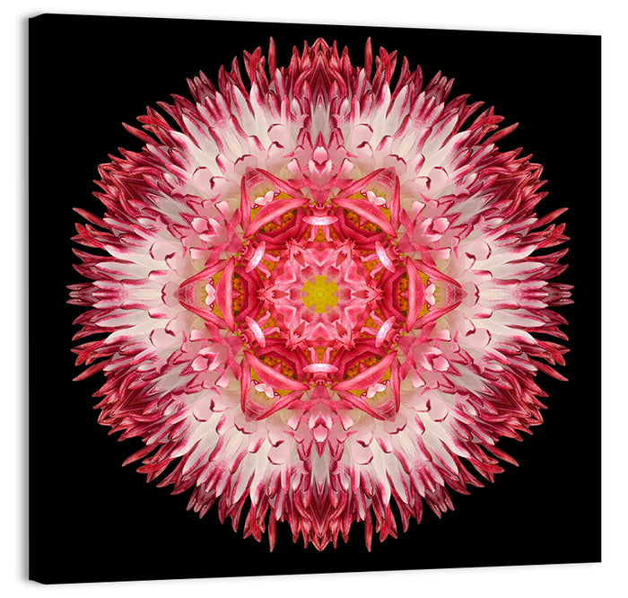 Magenta Chrysanthemum Star Mandala Wall Art as a canvas print