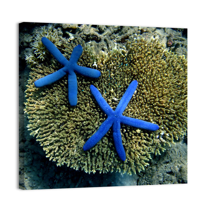 Blue Starfish Wall Art as a canvas print
