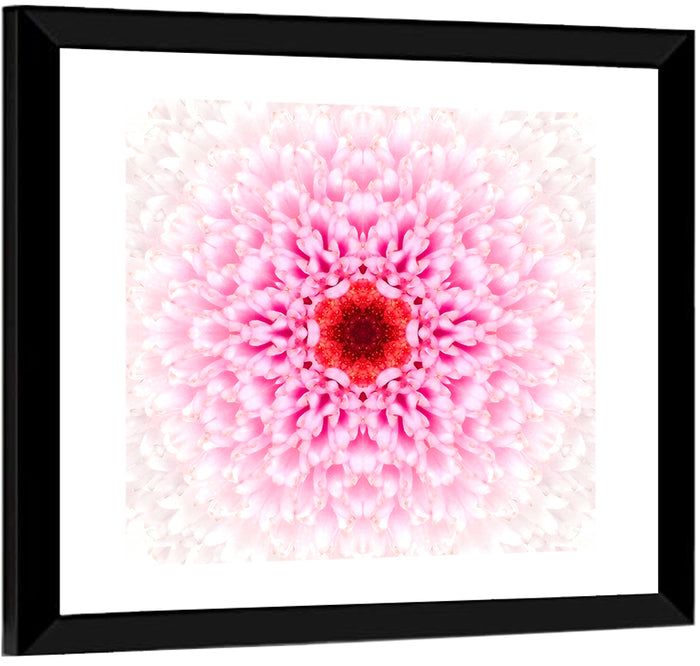 Pink Chrysanthemum Mandala with Deep Red Center Wall Art as a framed print