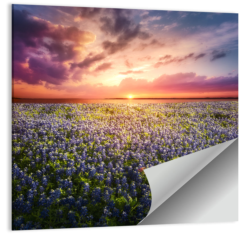 Texas Bluebonnet Sunset Wall Art
