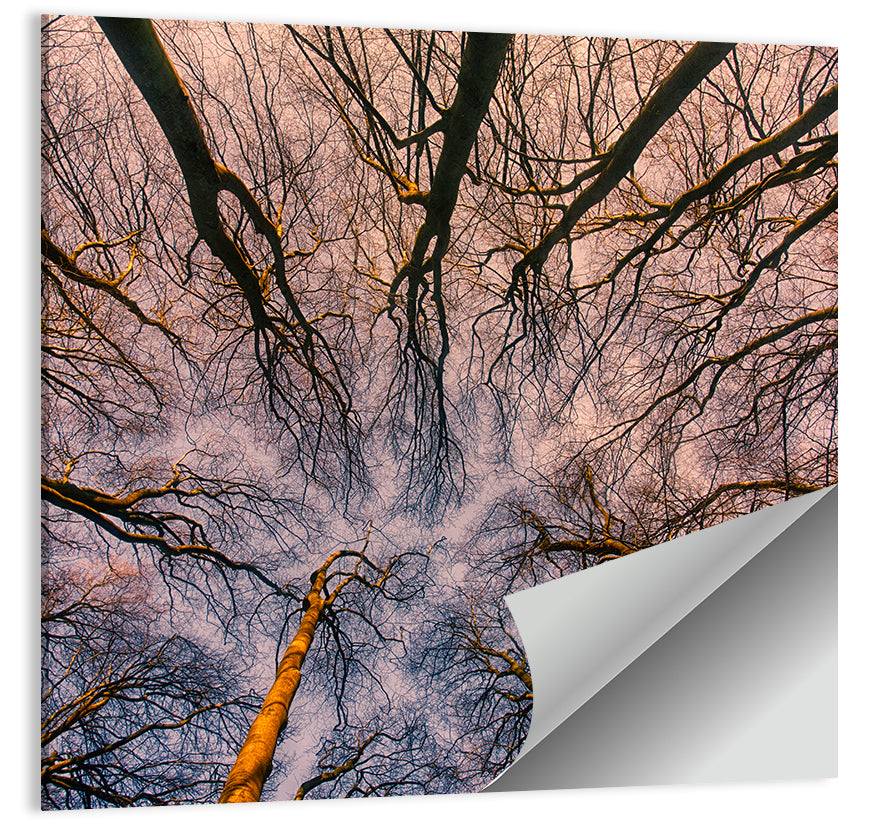 Misty Forest Canopy Wall Art
