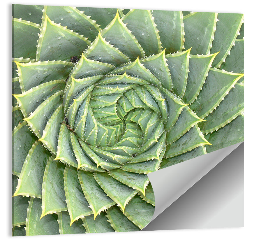 Spiral Aloe Close-up Wall Art