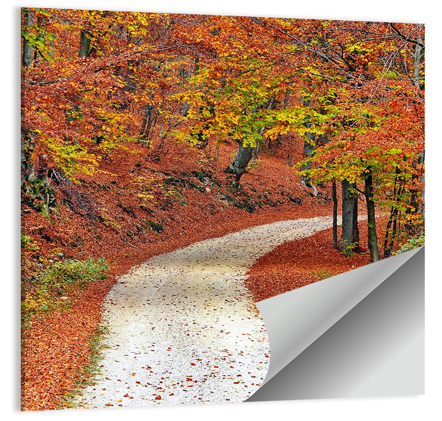 Misty Gravel Path Through Autumn Trees Wall Art