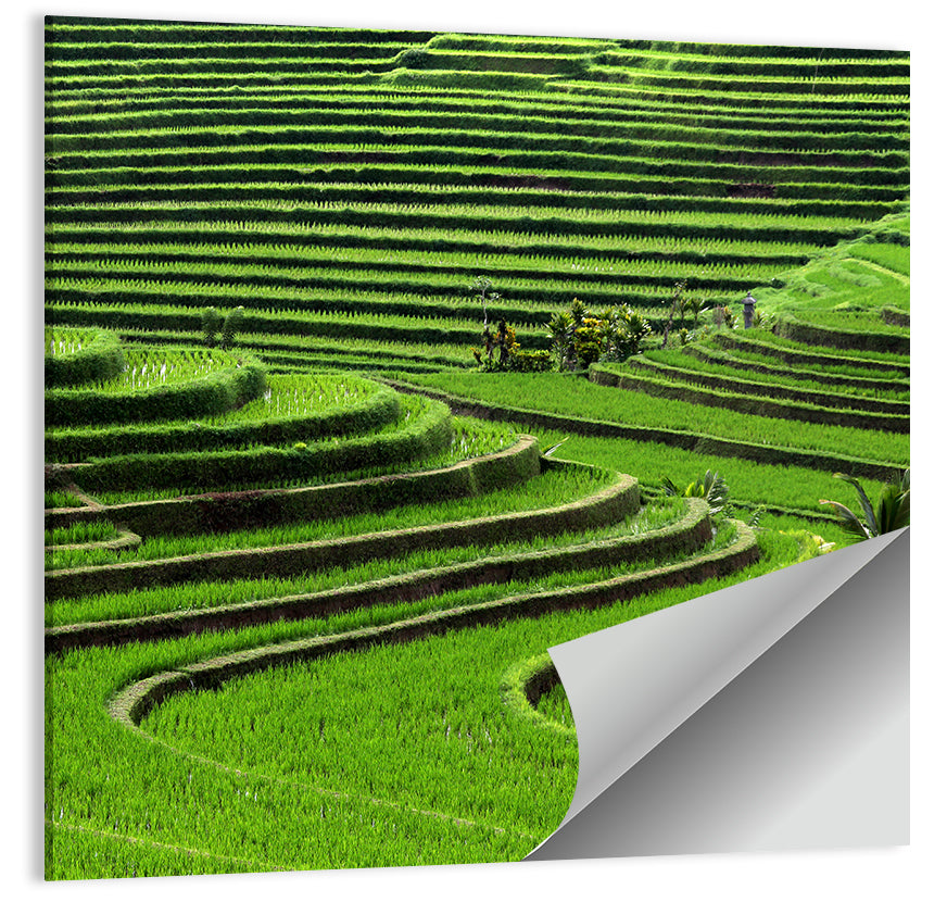 Lush Rice Terraces Wall Art