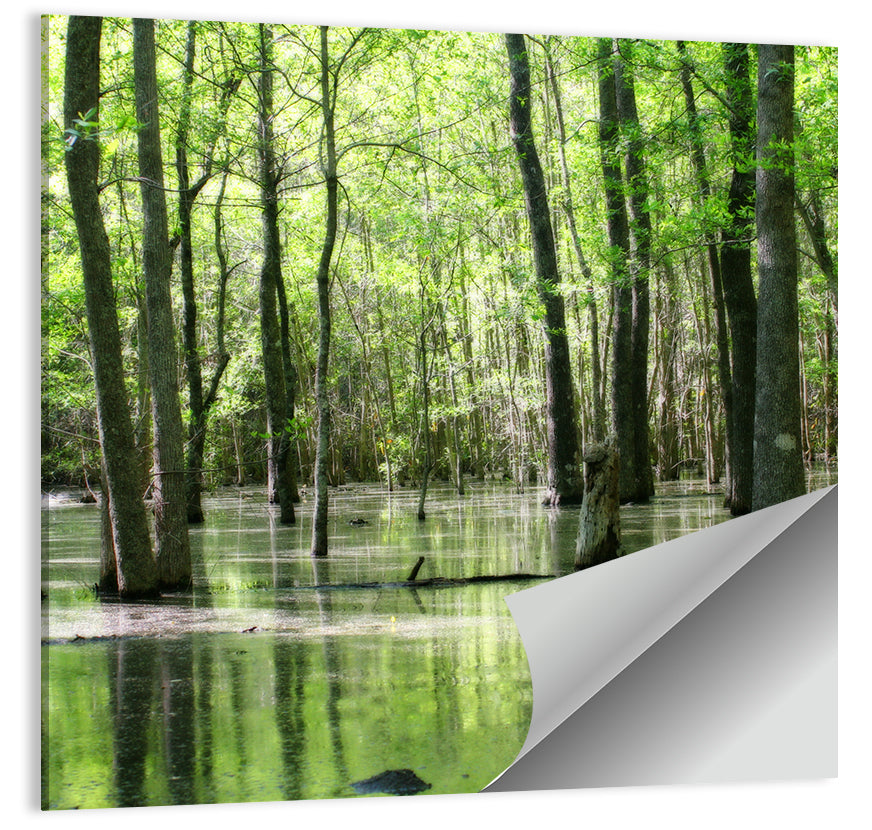 Sunlit Swamp Forest Wall Art