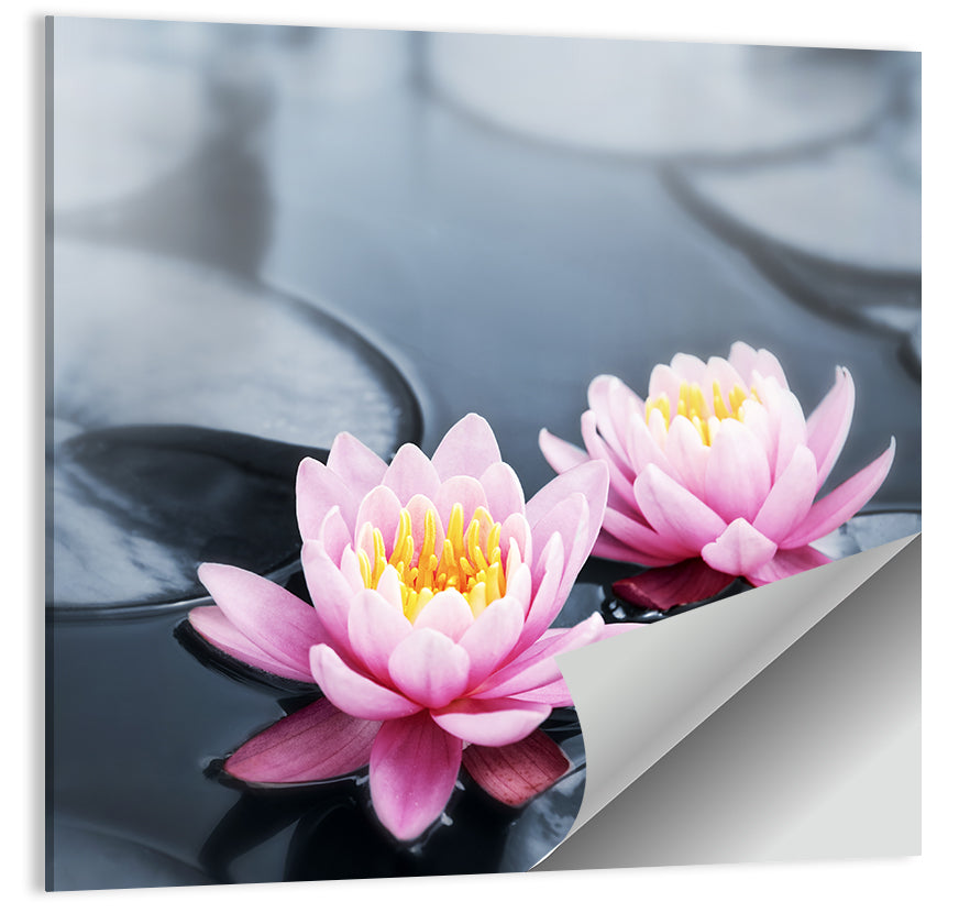 Pink Water Lilies Wall Art