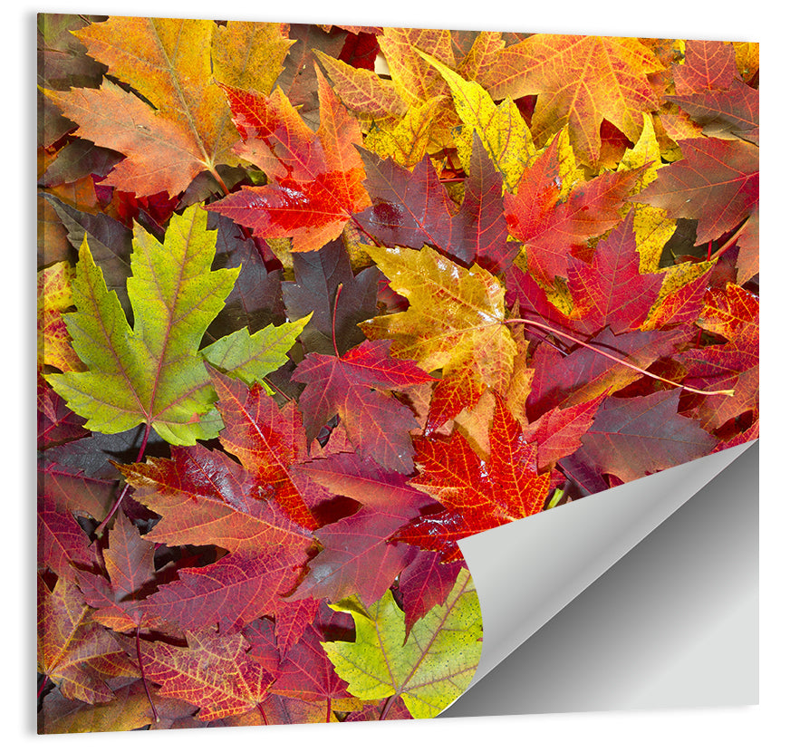 Autumn Maple Leaves Close-up Wall Art