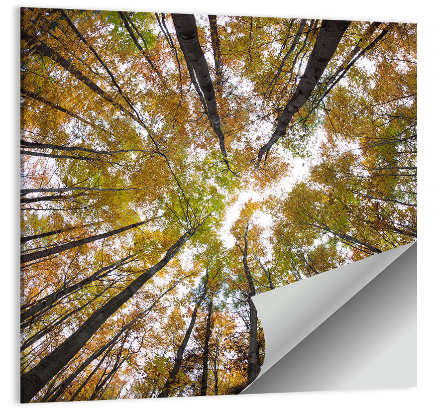 Autumn Forest Canopy Looking Up Wall Art