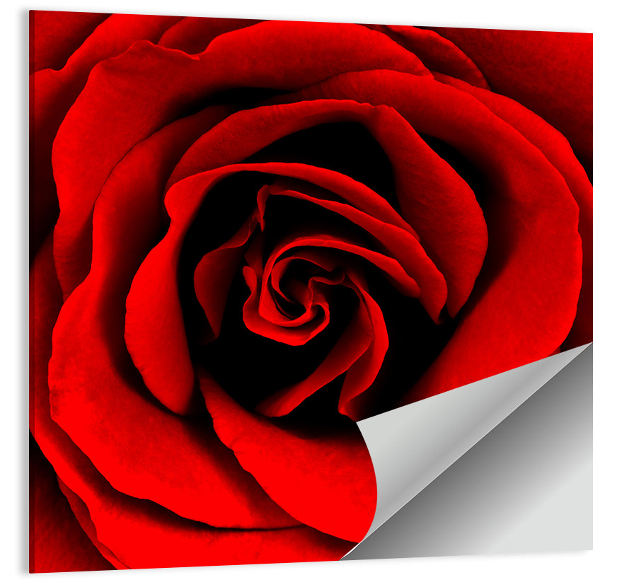 Velvety Red Rose Close-up Wall Art