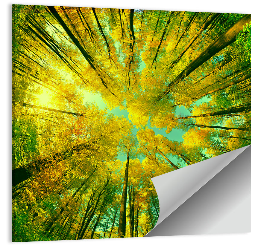 Golden Autumn Canopy Wall Art
