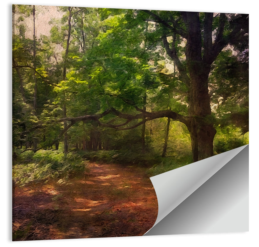 Sunlit Forest Trail Wall Art