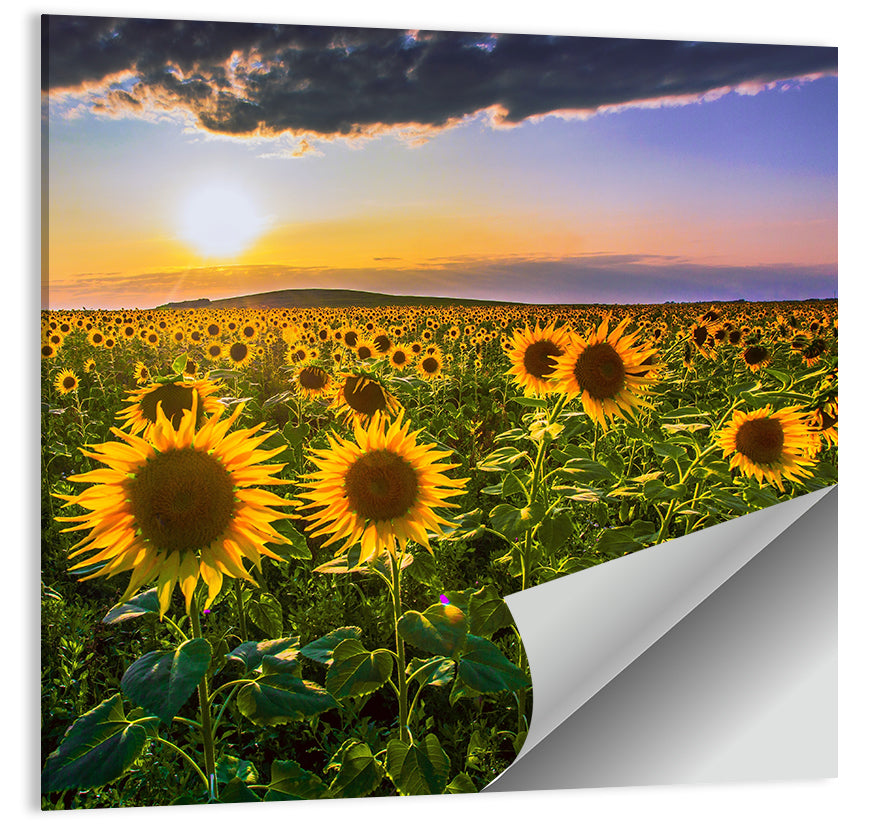 Field of Sunflowers Wall Art