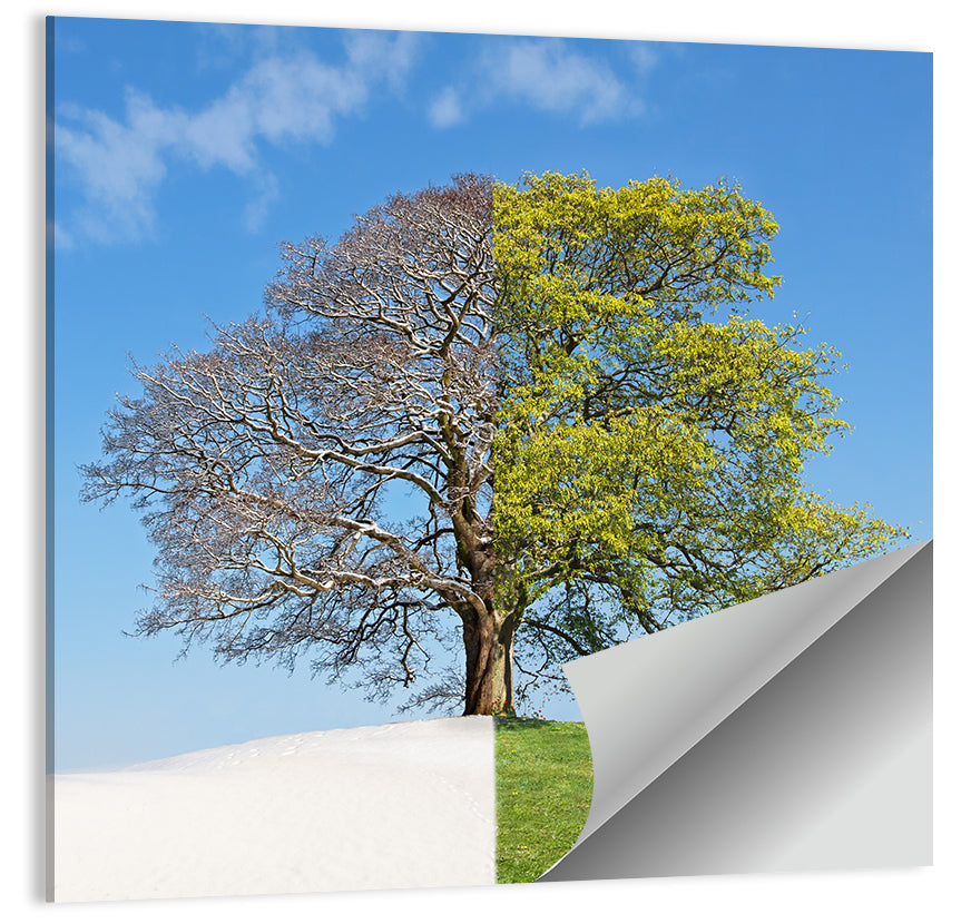 Split Season Tree Landscape Wall Art