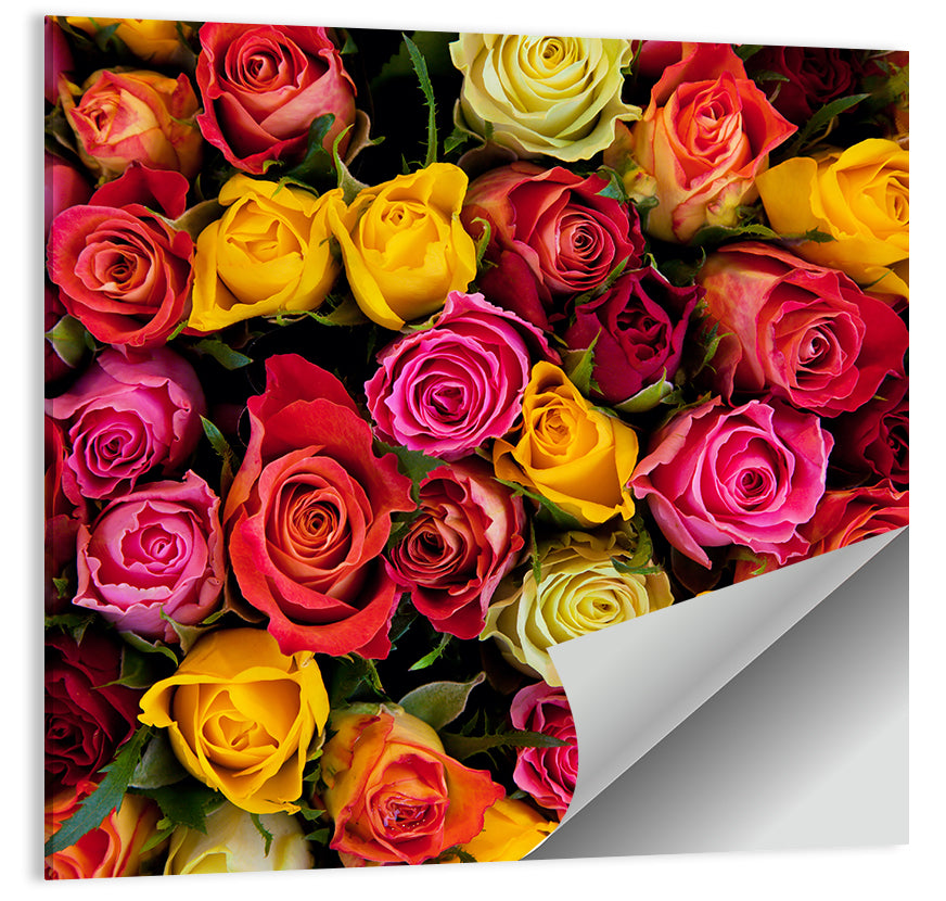 Multicolored Roses Close-up Wall Art