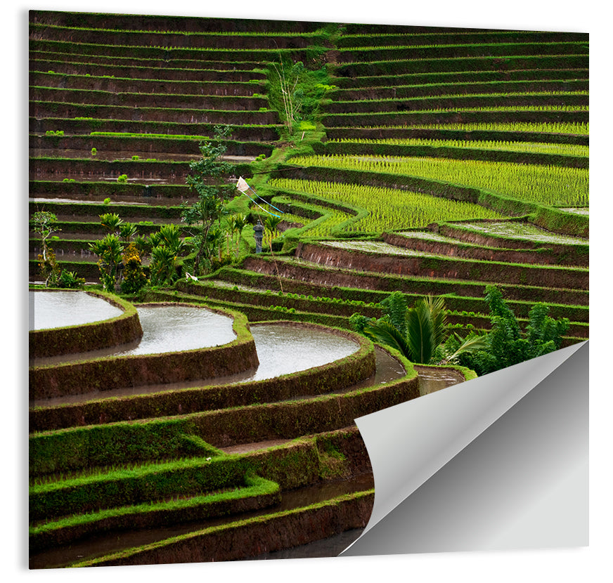 Lush Rice Terraces Wall Art