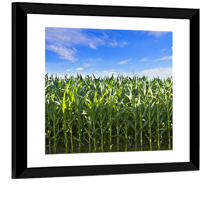 Green Corn Field Wall Art as a framed print