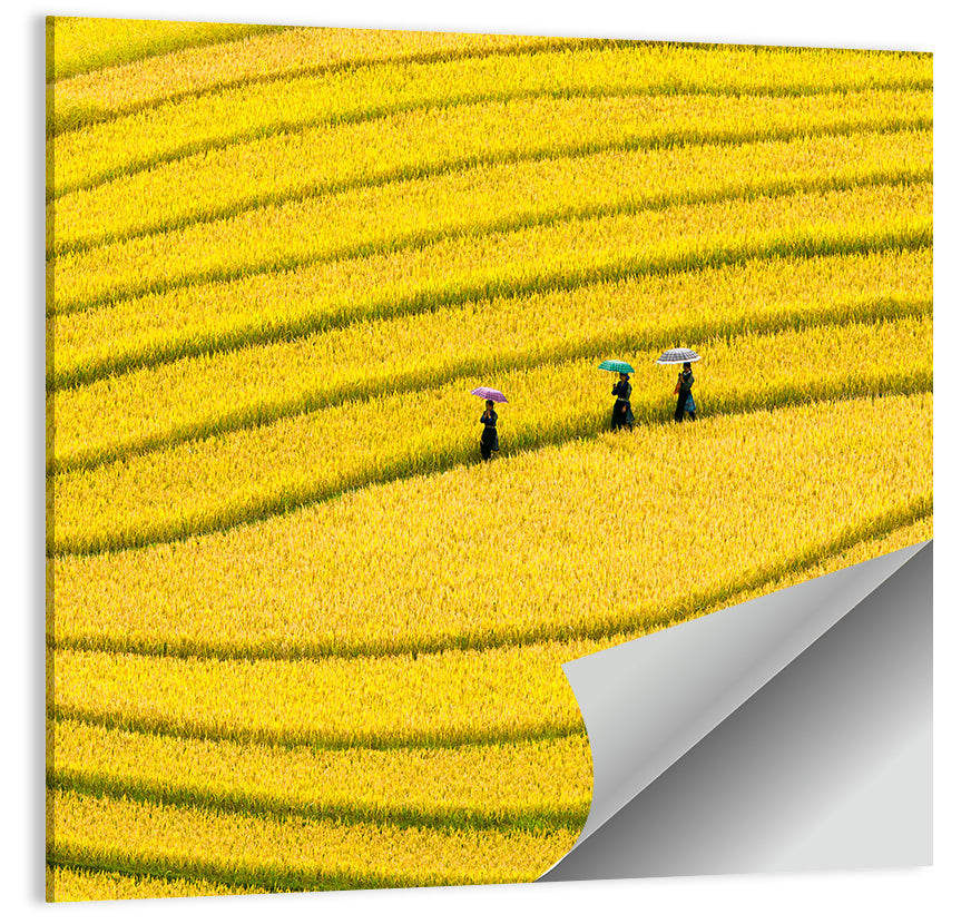 Golden Rice Terraces with Umbrellas Wall Art