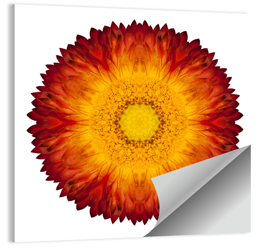 Kaleidoscopic Strawflower Mandala Wall Art