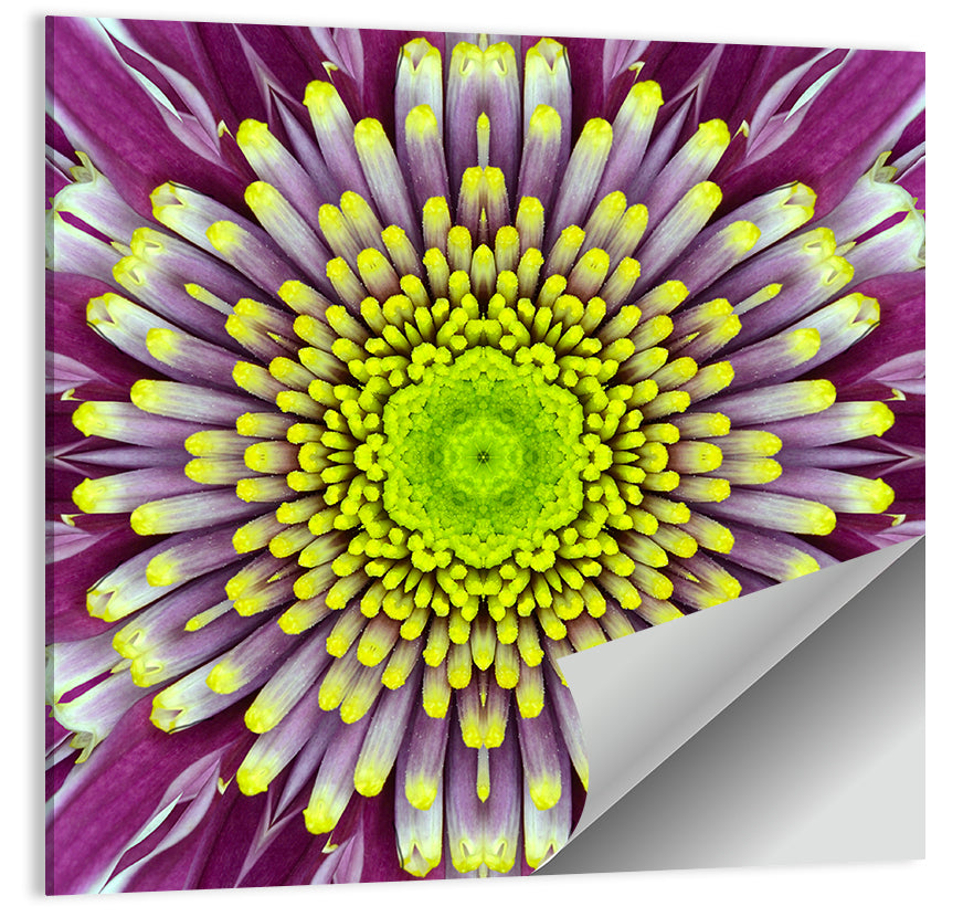 Mandala Chrysanthemum Macro Wall Art
