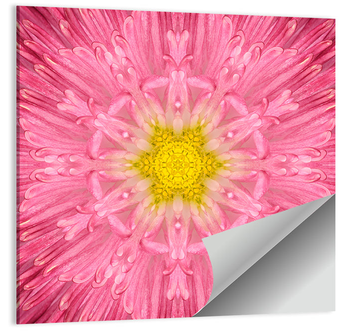 Pink Chrysanthemum Mandala Bloom Wall Art as a poster print