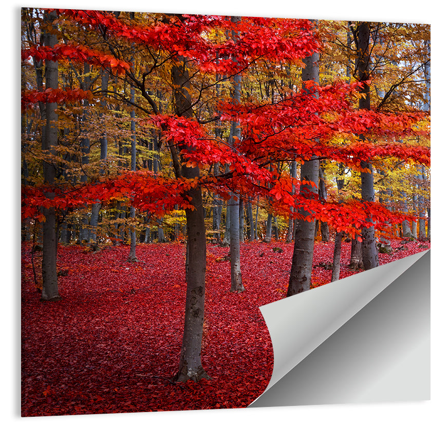 Crimson Autumn Forest Wall Art